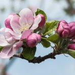 Jabloň domáca (Malus domestica) ´CANADA GRISE´ - zimná, výška 200-220 cm, kont. C10L